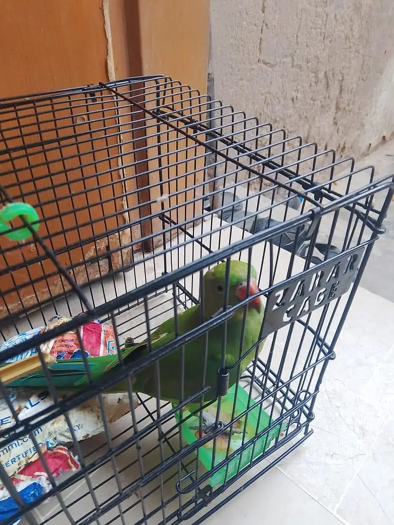 Green parrot sale