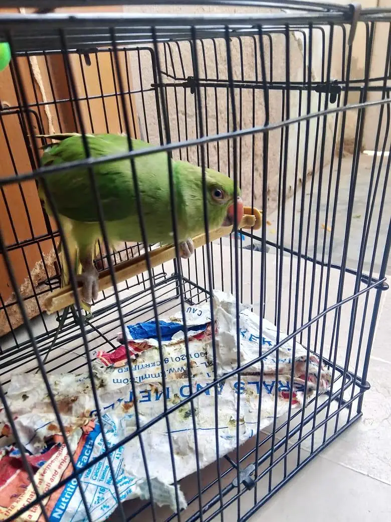 Green parrot sale — photo 2