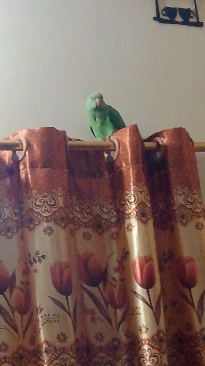 Green parrot sale — photo 3
