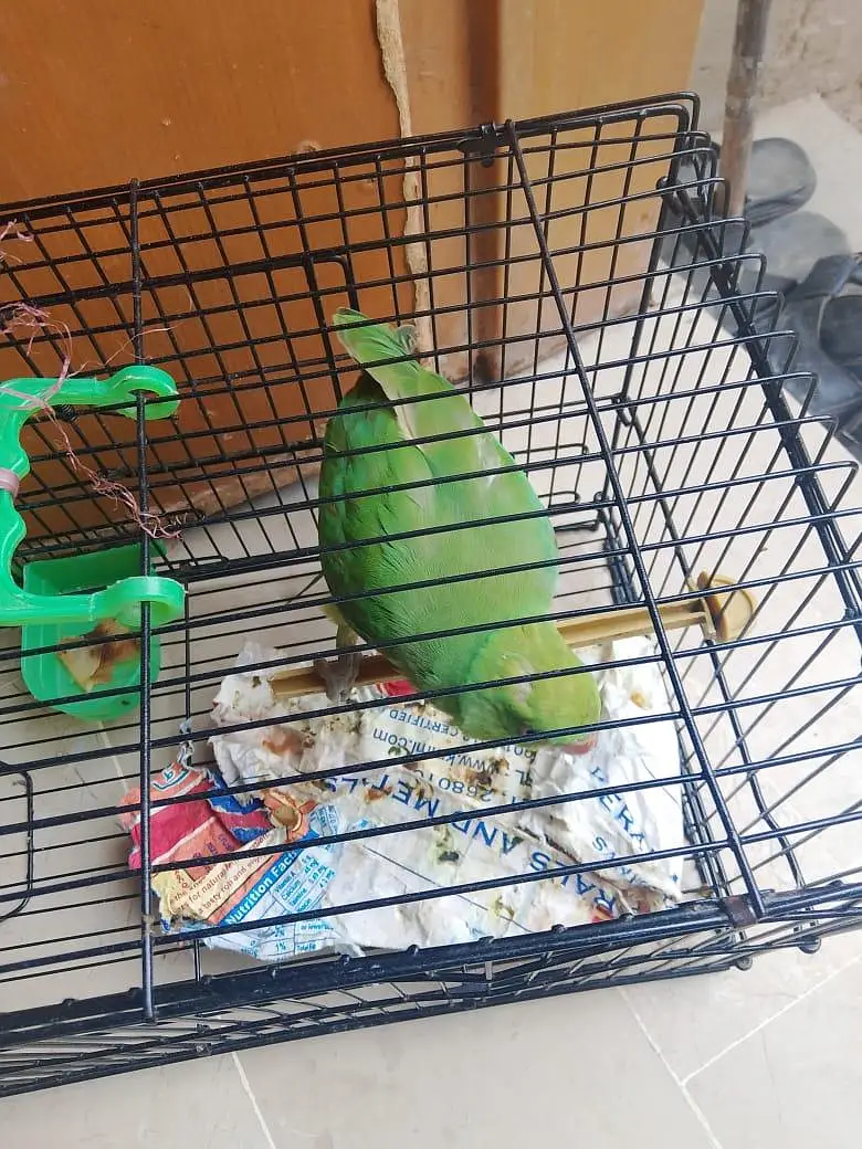 Green parrot sale — photo 4
