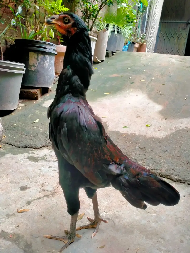 panus pakoi imported Madi — photo 3