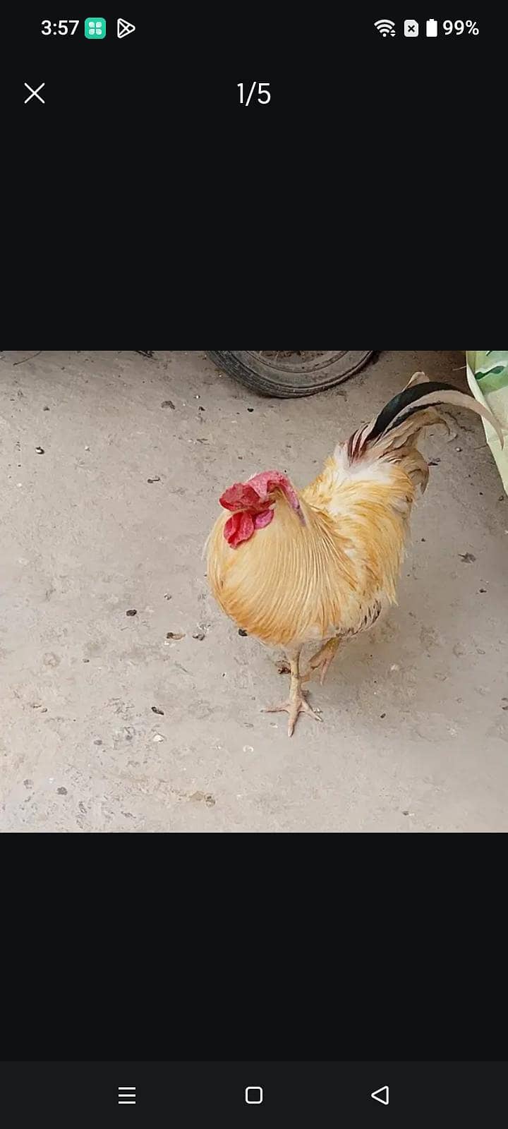 Misri murgha 0