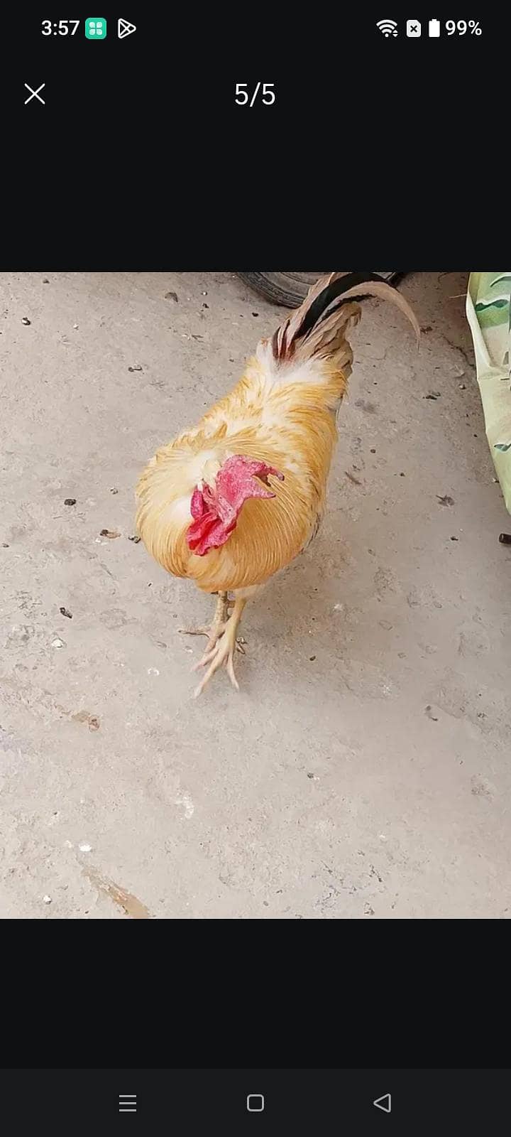 Misri murgha 1