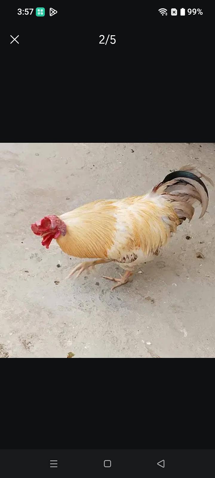 Misri murgha 2