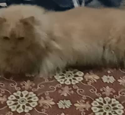 A PAIR OF PERSIAN CATS (TRIPLE COAT VERY BEAUTIFULL MA SHA ALLAH)