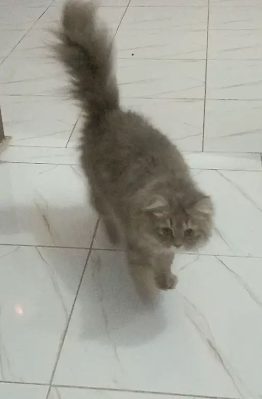 A PAIR OF PERSIAN CATS (TRIPLE COAT VERY BEAUTIFULL MA SHA ALLAH) — photo 2