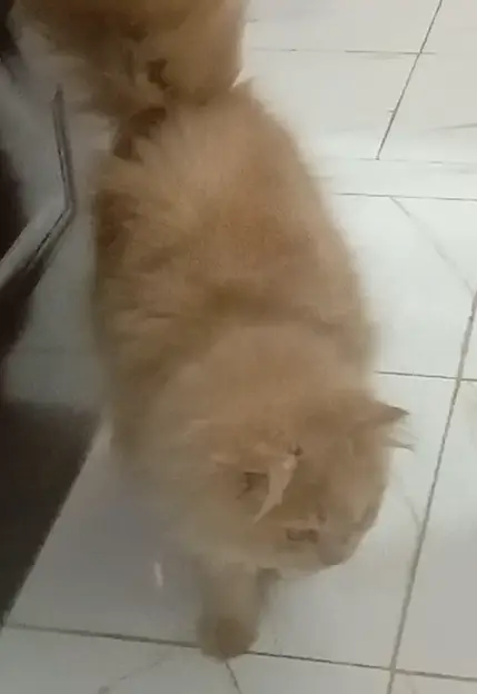 A PAIR OF PERSIAN CATS (TRIPLE COAT VERY BEAUTIFULL MA SHA ALLAH) — photo 3
