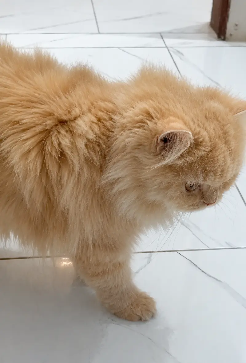 A PAIR OF PERSIAN CATS (TRIPLE COAT VERY BEAUTIFULL MA SHA ALLAH) — photo 4