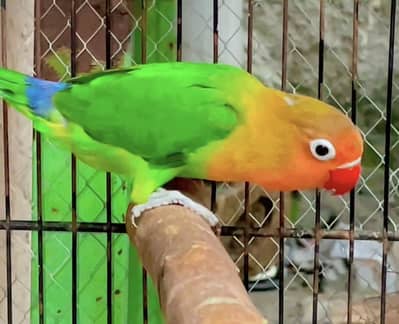 Fisher love birds