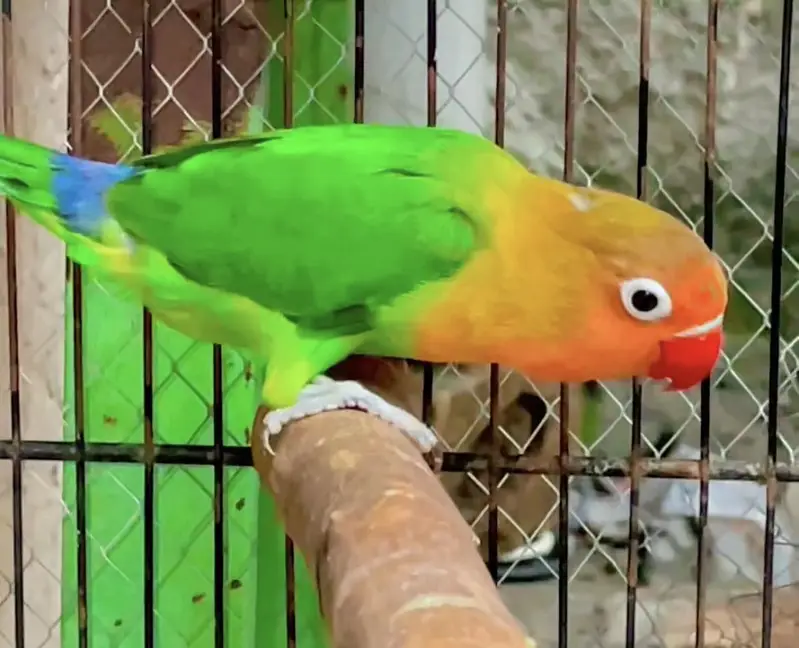 Fisher love birds