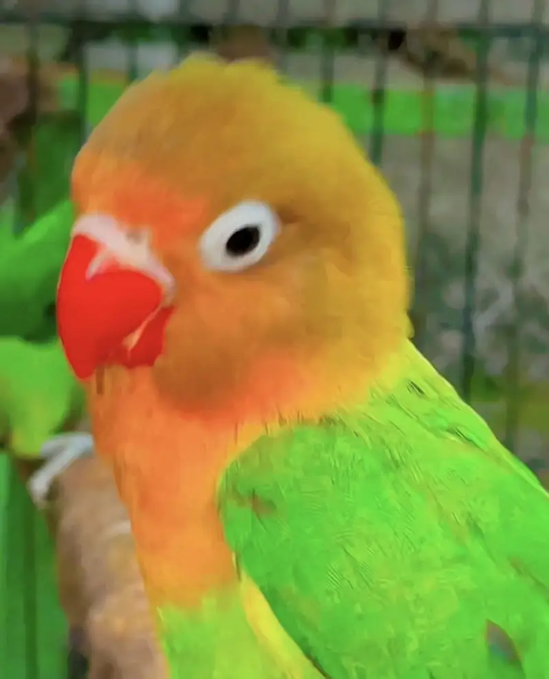 Fisher love birds — photo 2