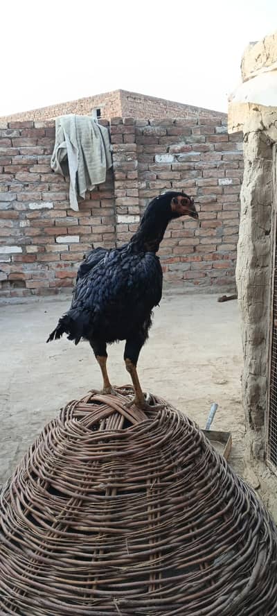 black moshki Madi ha bhot mazbot or heldi for sal 03257854042 watssapp