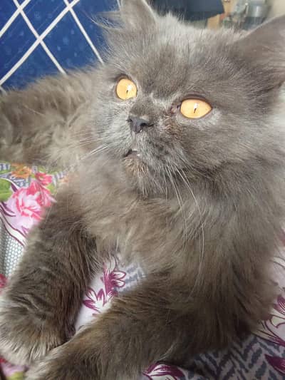 Persian gray cat triple coated