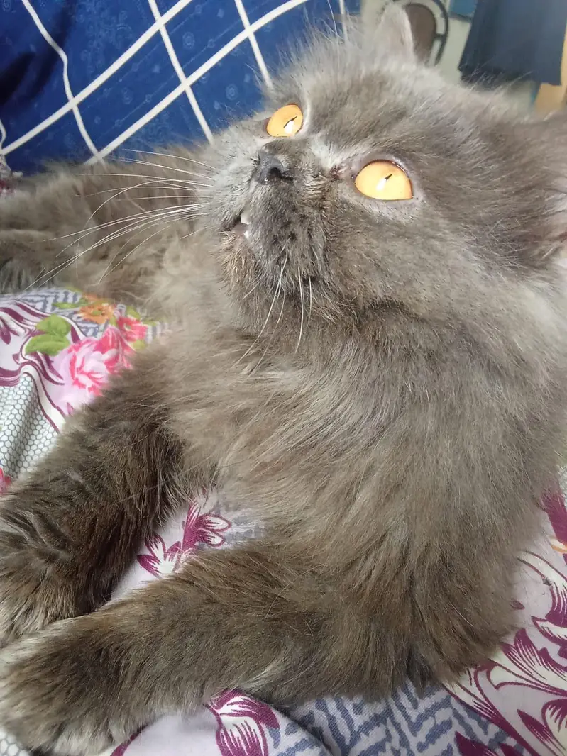 Persian gray cat triple coated — photo 2