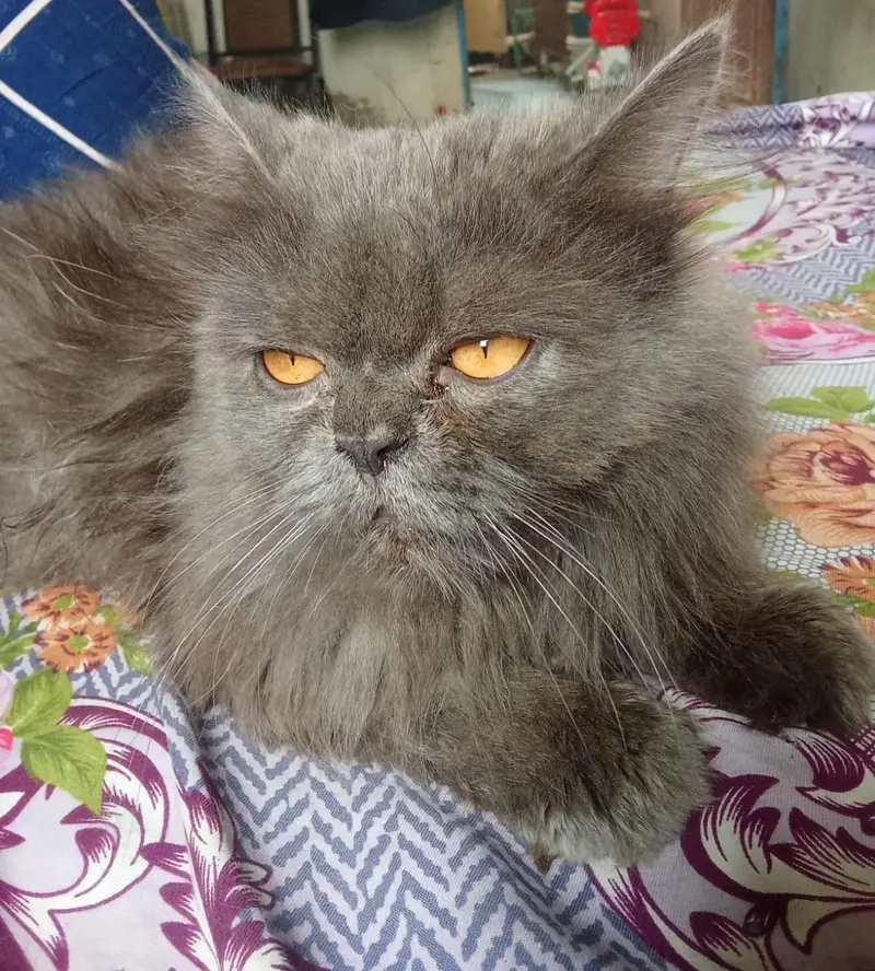 Persian gray cat triple coated — photo 3