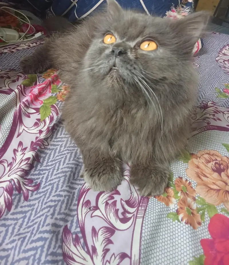 Persian gray cat triple coated — photo 4