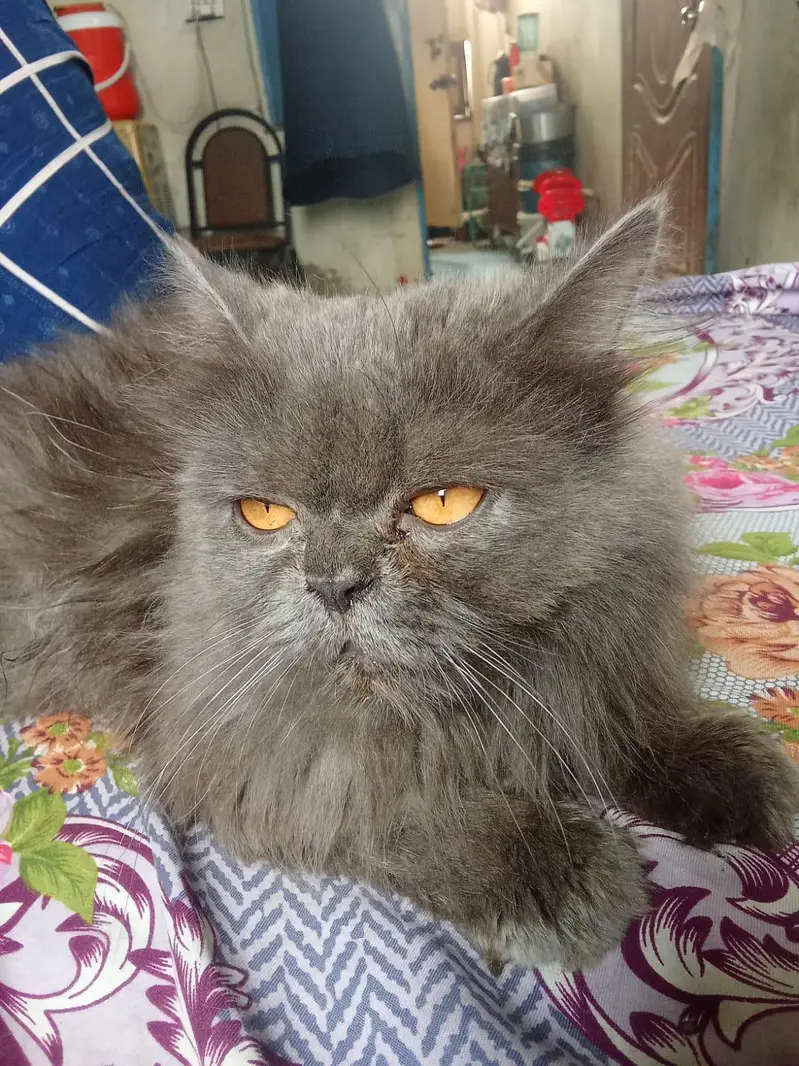 Persian gray cat triple coated — photo 5