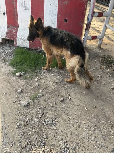 German Shephered Double Coat , Vaccinated Family loving Dog