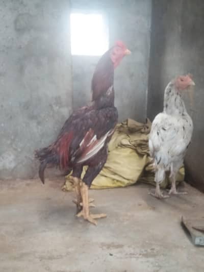 one Pair of Aseel for sale in v low price