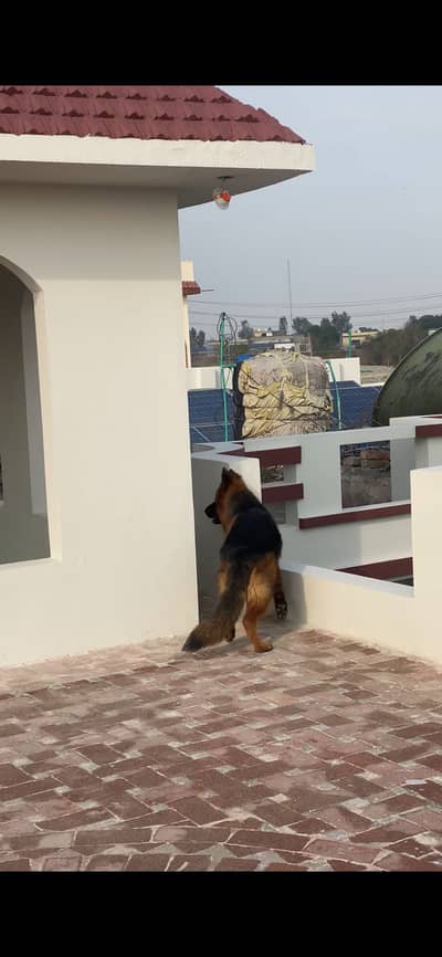Long coat german shepherd