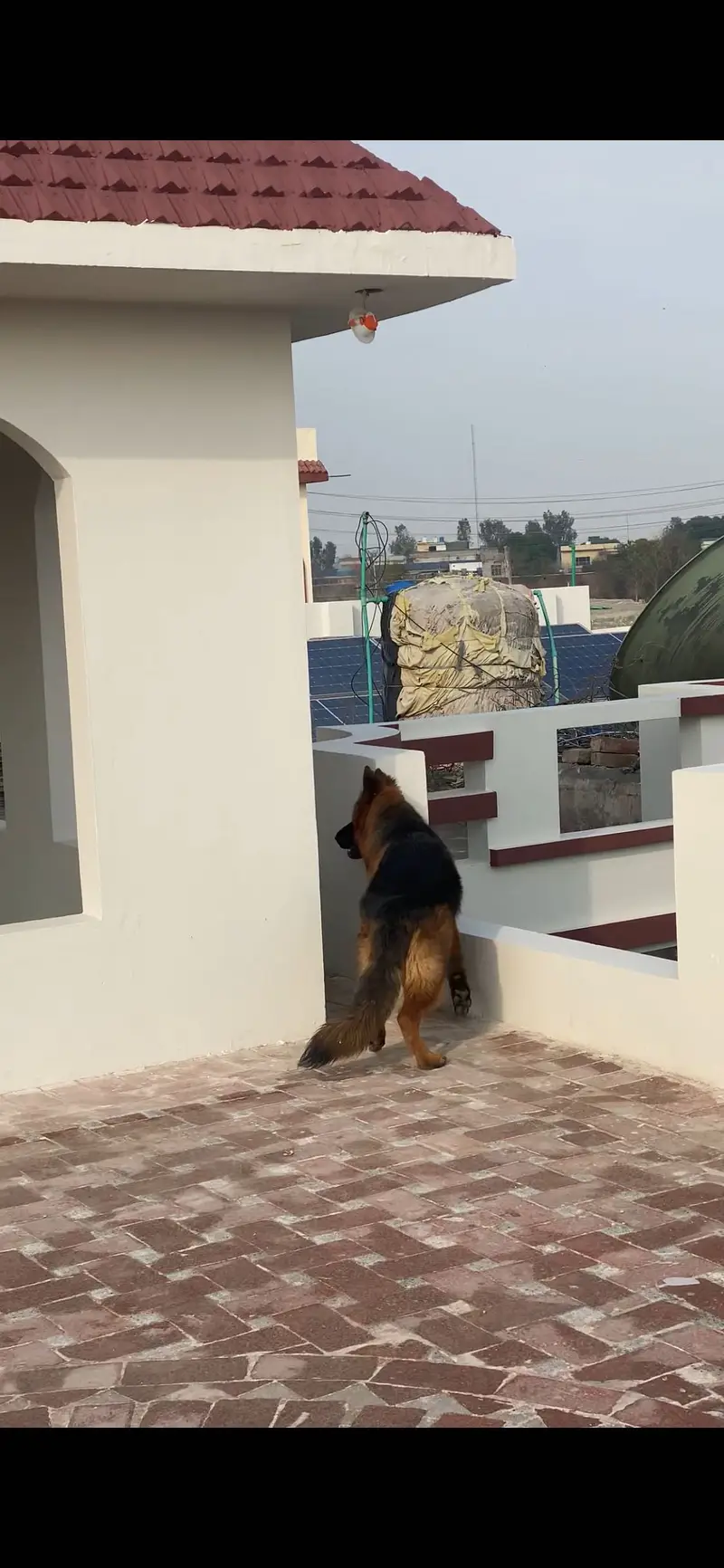 Long coat german shepherd