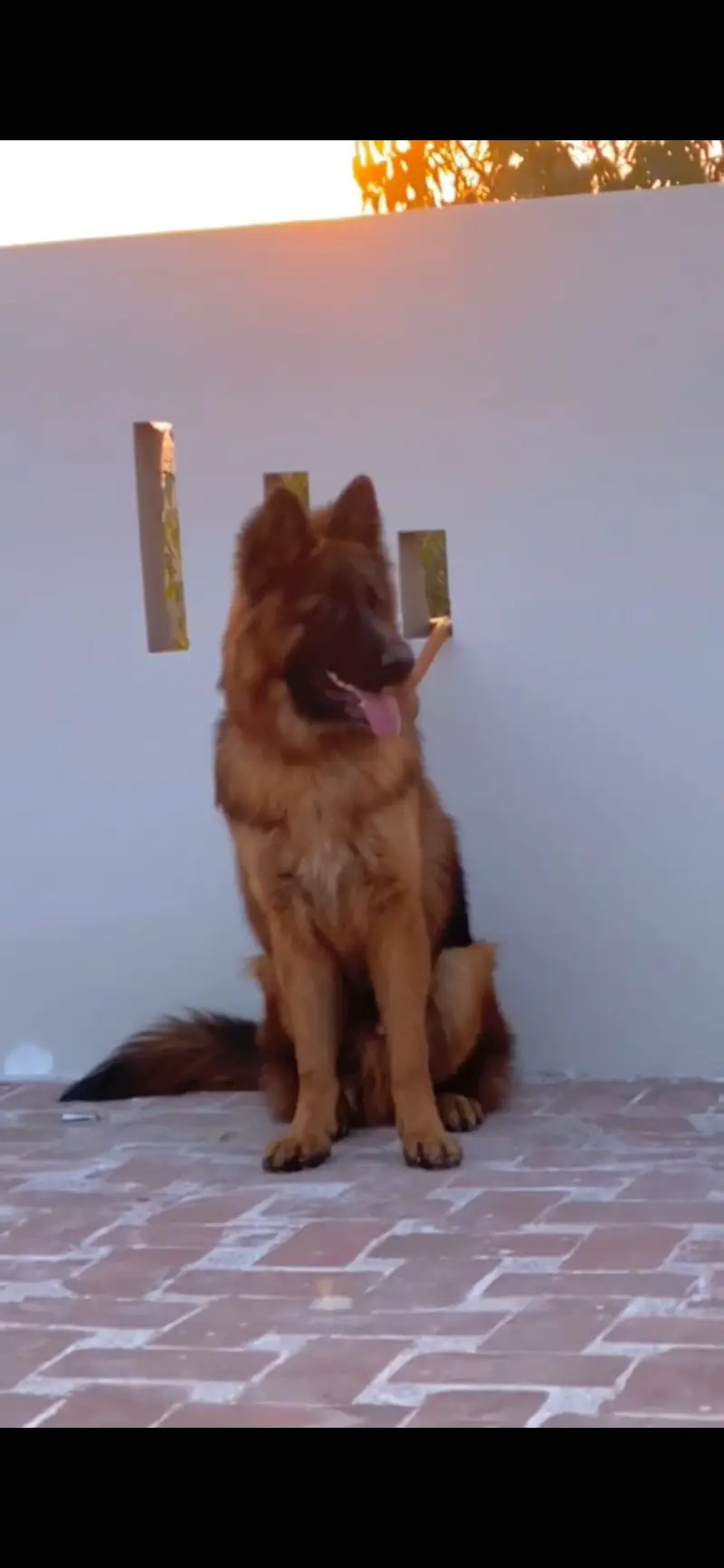 Long coat german shepherd — photo 2