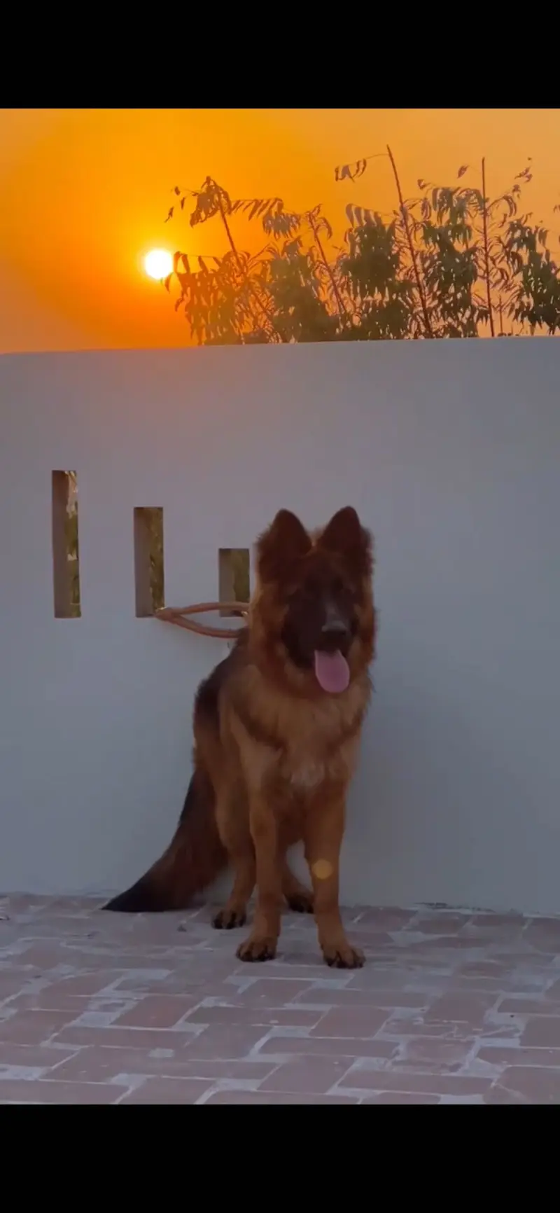 Long coat german shepherd — photo 3