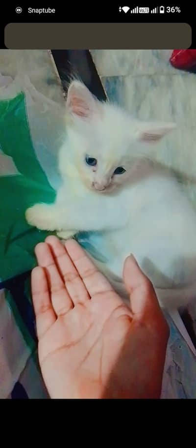 2 White kittens