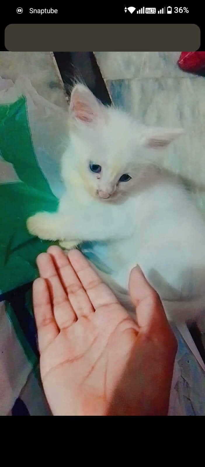 2 White kittens 0