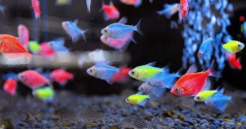 all type of fishes available