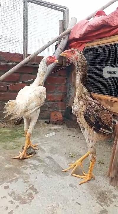 japanese shamo pair