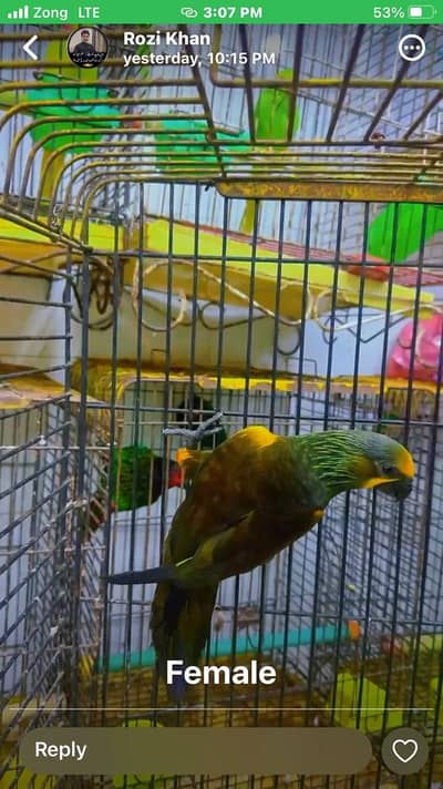 brown lory