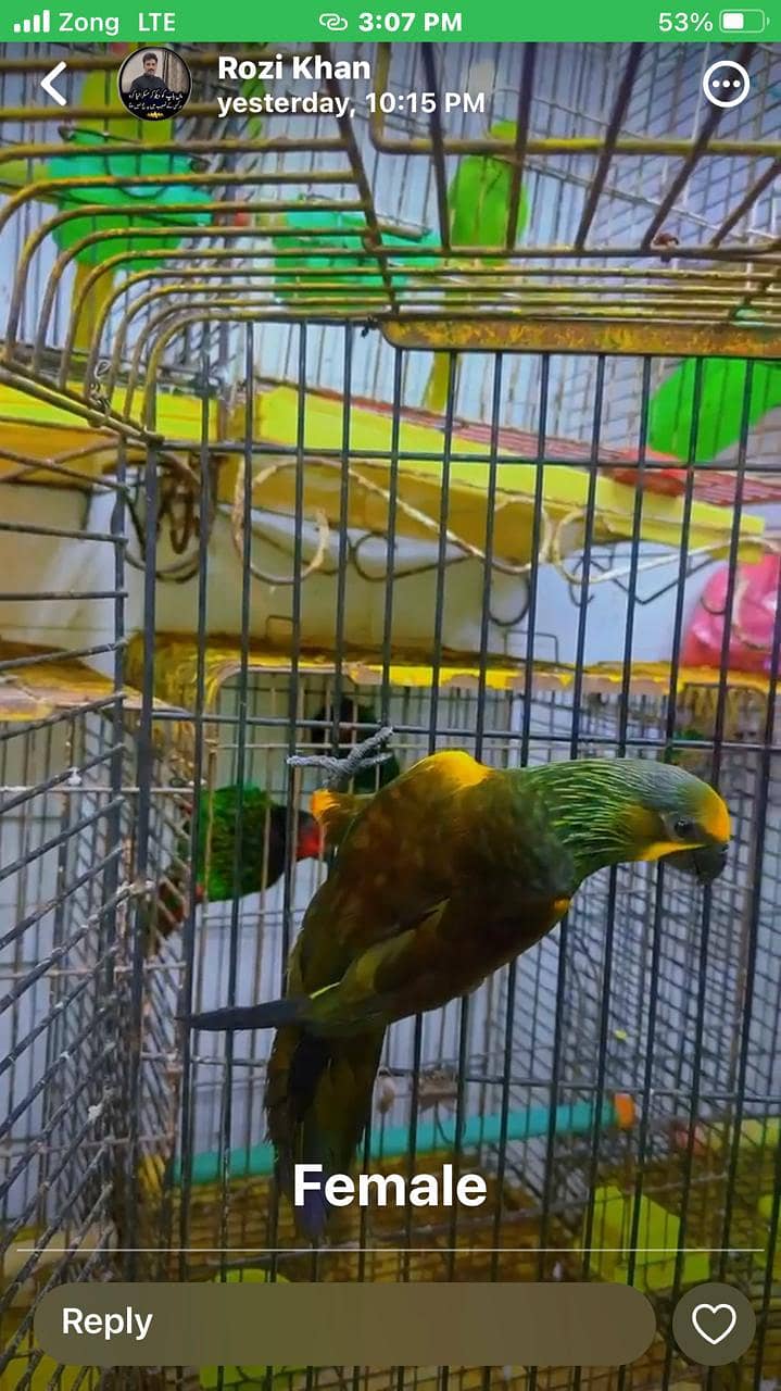 brown lory 0