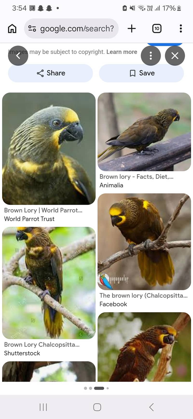 brown lory 1