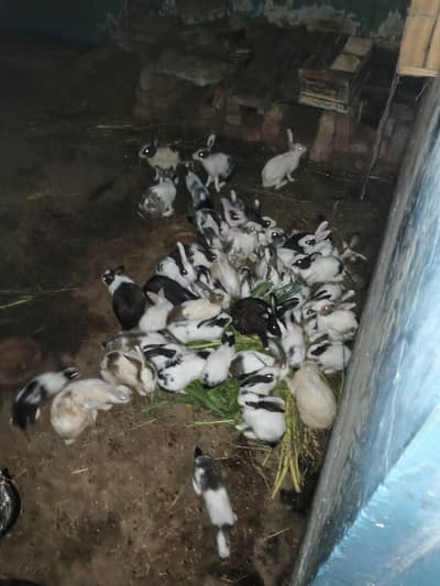 30 rabbits are available