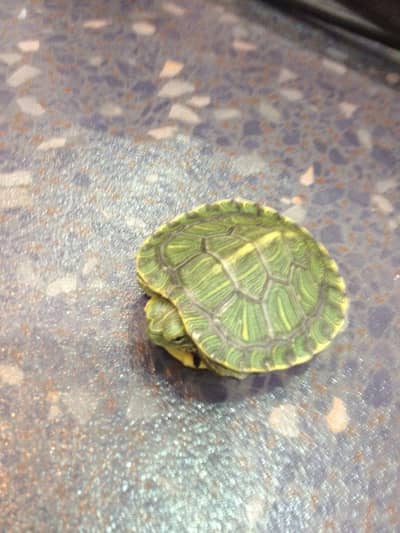 Turtle