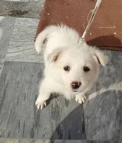 Russian Puppy