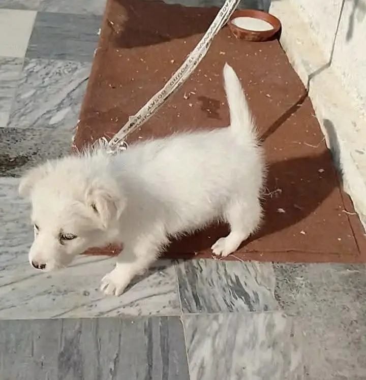 Russian Puppy — photo 2