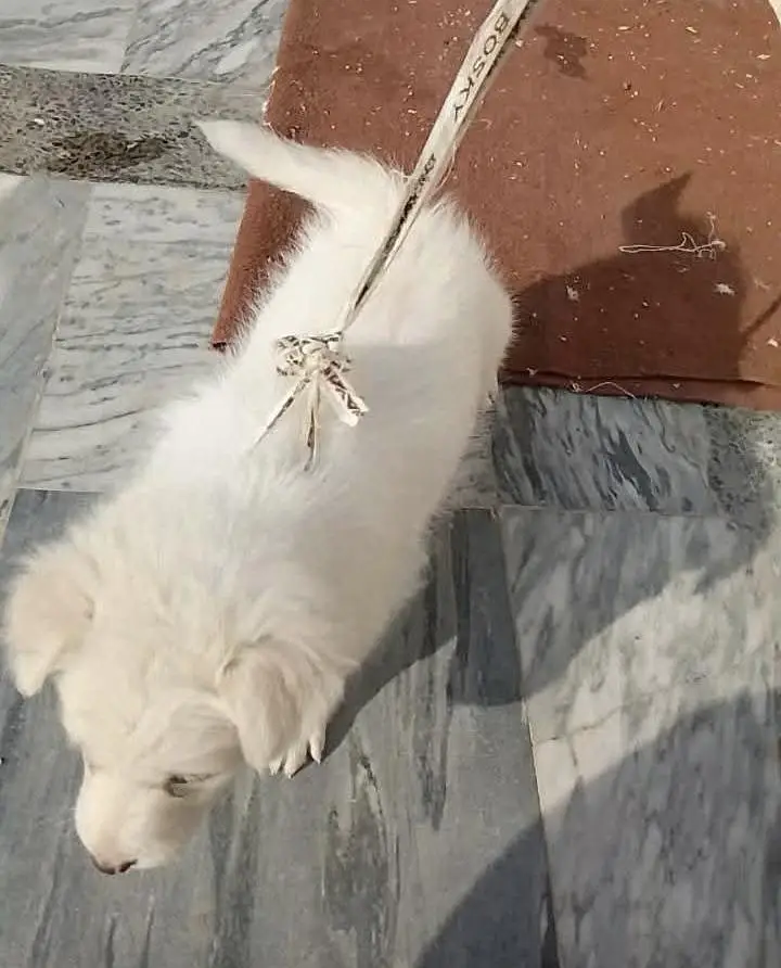 Russian Puppy — photo 3
