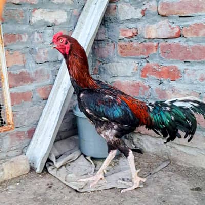 aseel and desi murgiyan for sale