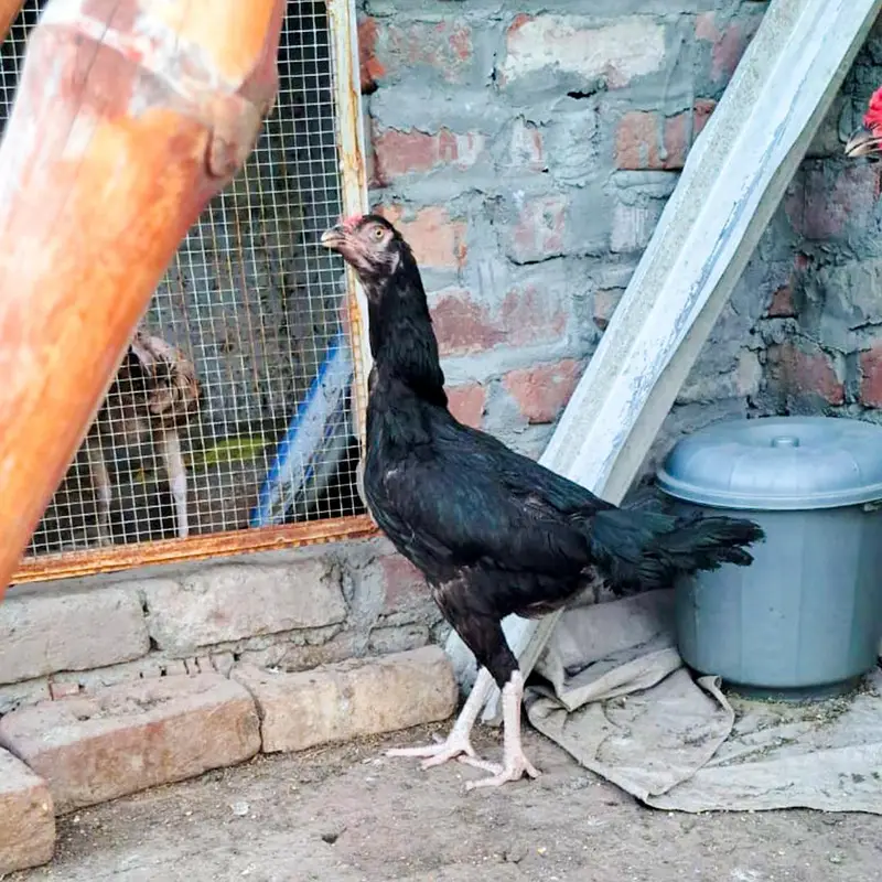 aseel and desi murgiyan for sale — photo 4