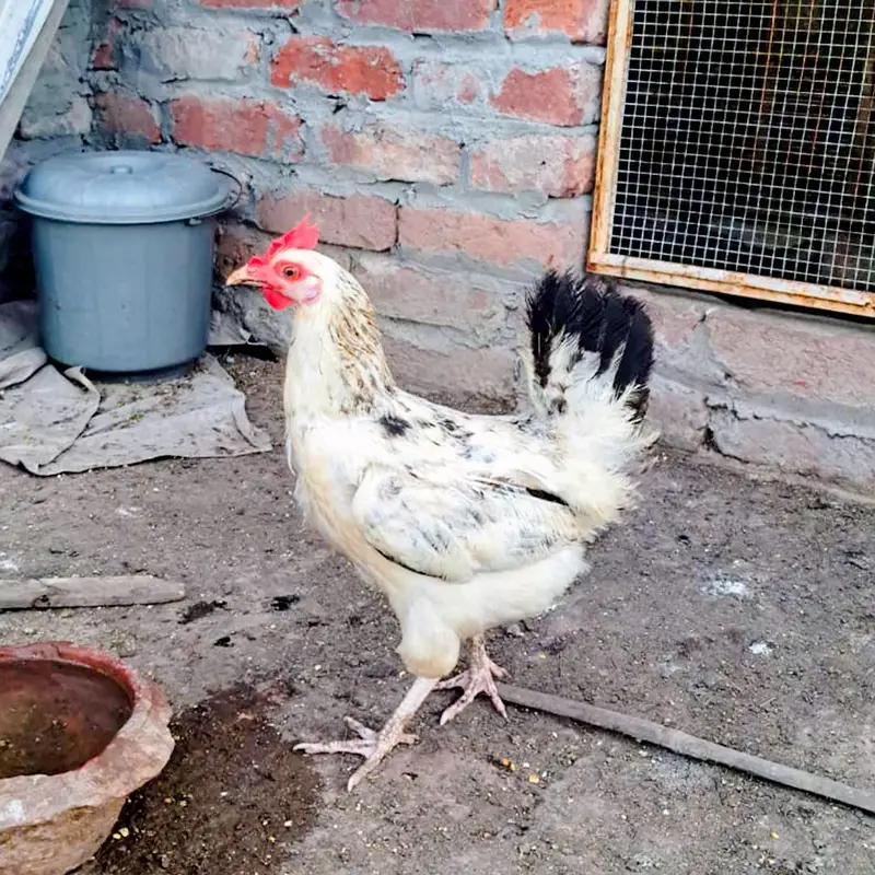 aseel and desi murgiyan for sale — photo 6