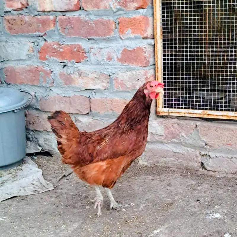 aseel and desi murgiyan for sale — photo 7