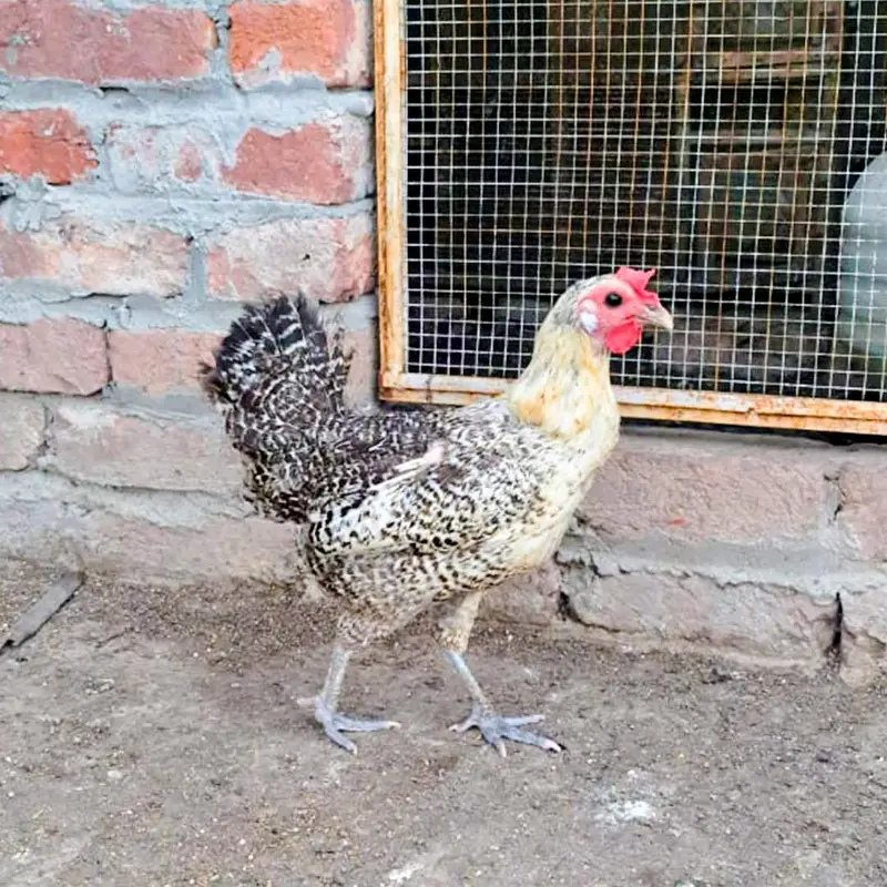 aseel and desi murgiyan for sale — photo 8