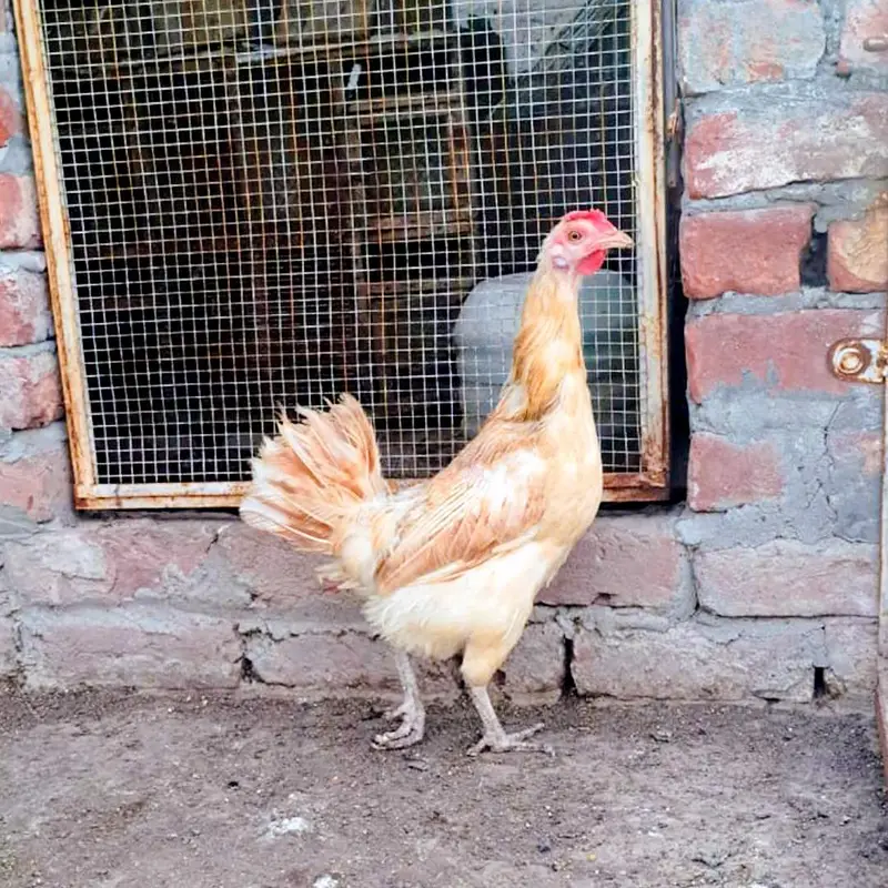 aseel and desi murgiyan for sale — photo 9