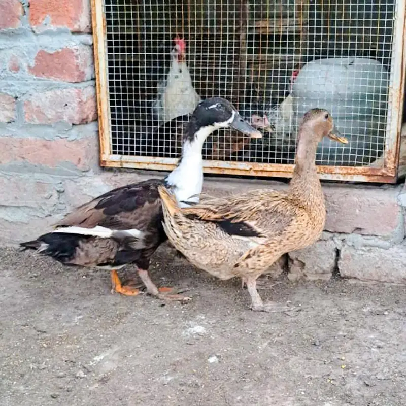 aseel and desi murgiyan for sale — photo 10