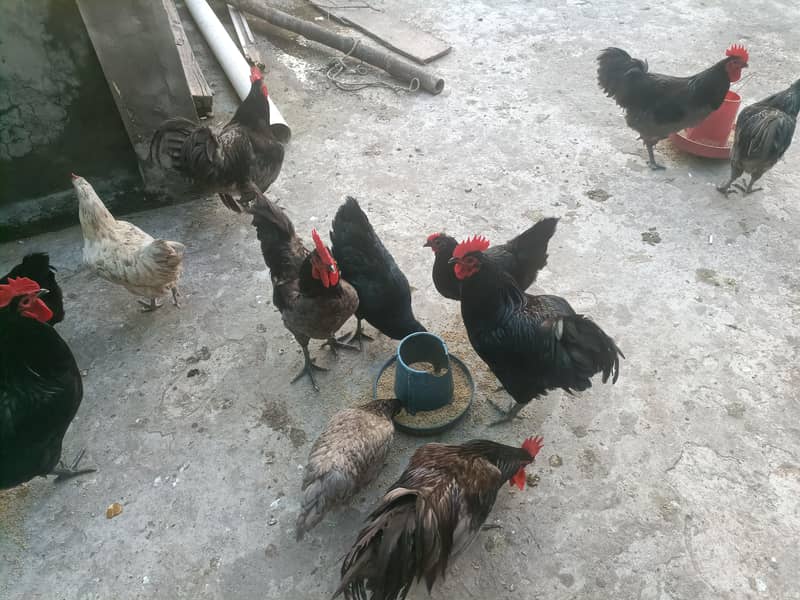 australorp heritage 0
