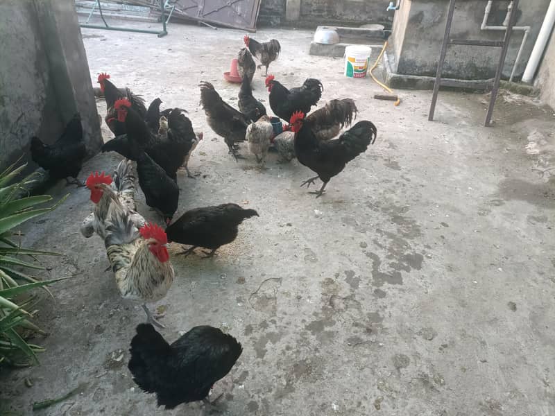 australorp heritage 1