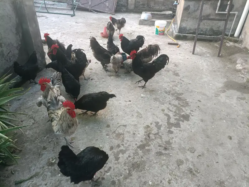australorp heritage — photo 2