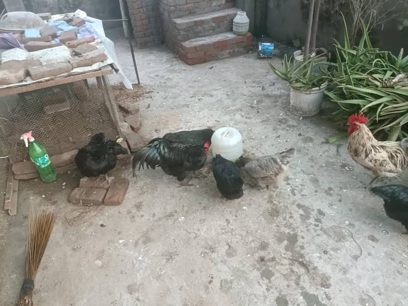 australorp heritage 2